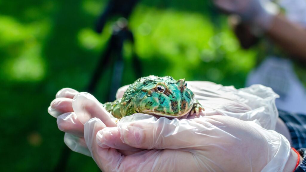 Pacman Frog