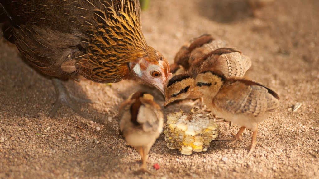 Female Red Junglefowl and her child