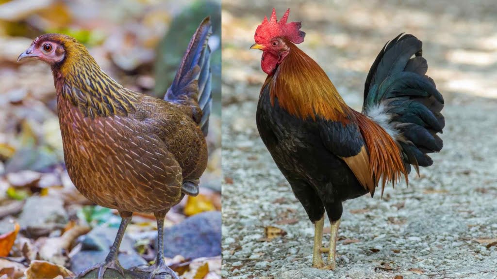 Females and Males Red junglefowl