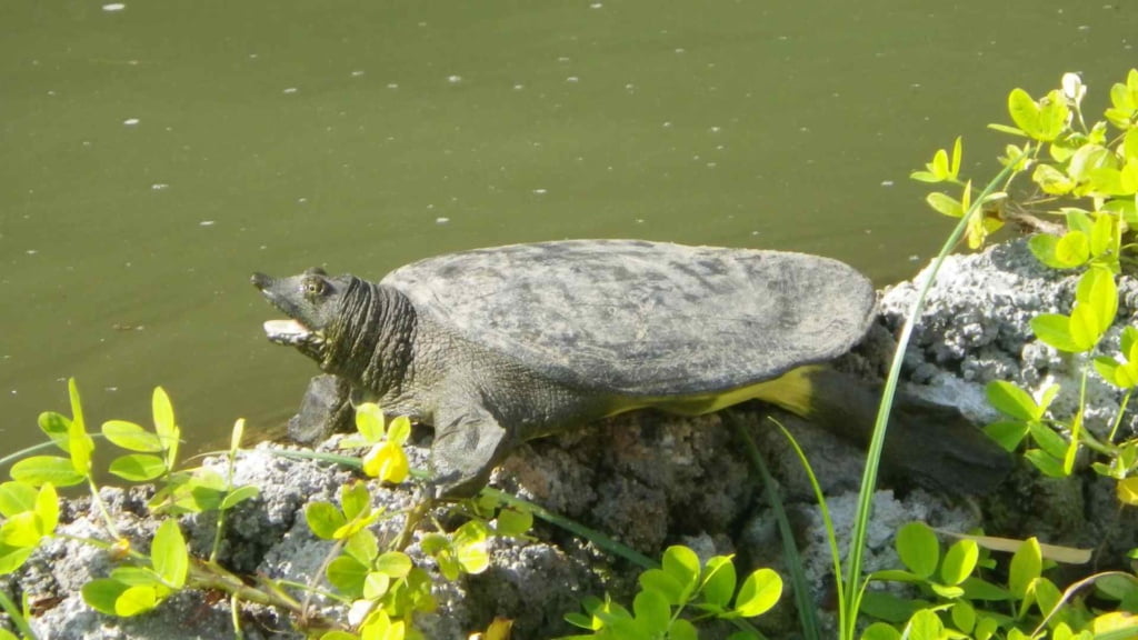 Asiatic Softshell Turtle