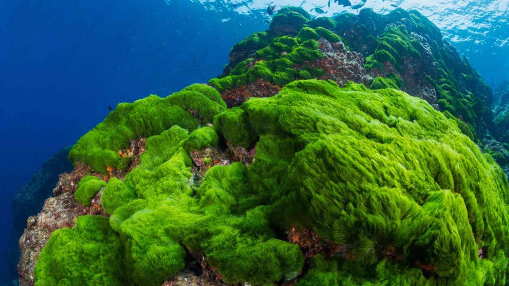 Algae