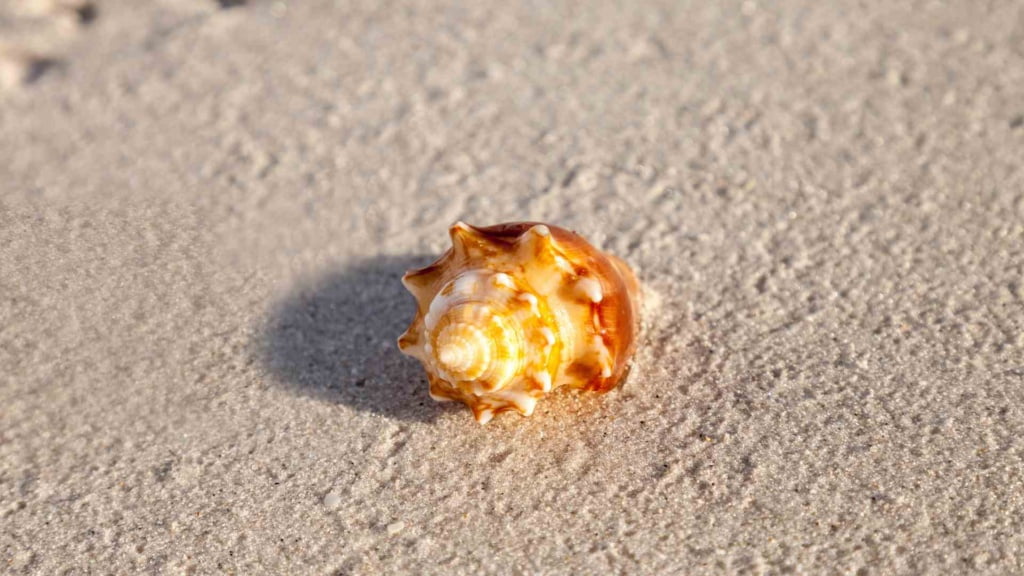 Strombus Pugilis Shell
