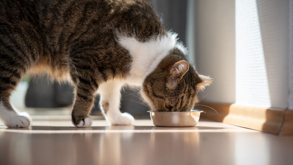 Cat eating