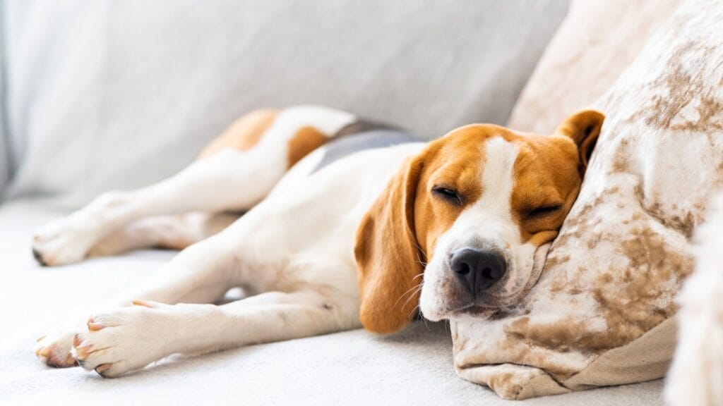 Sleepy dog