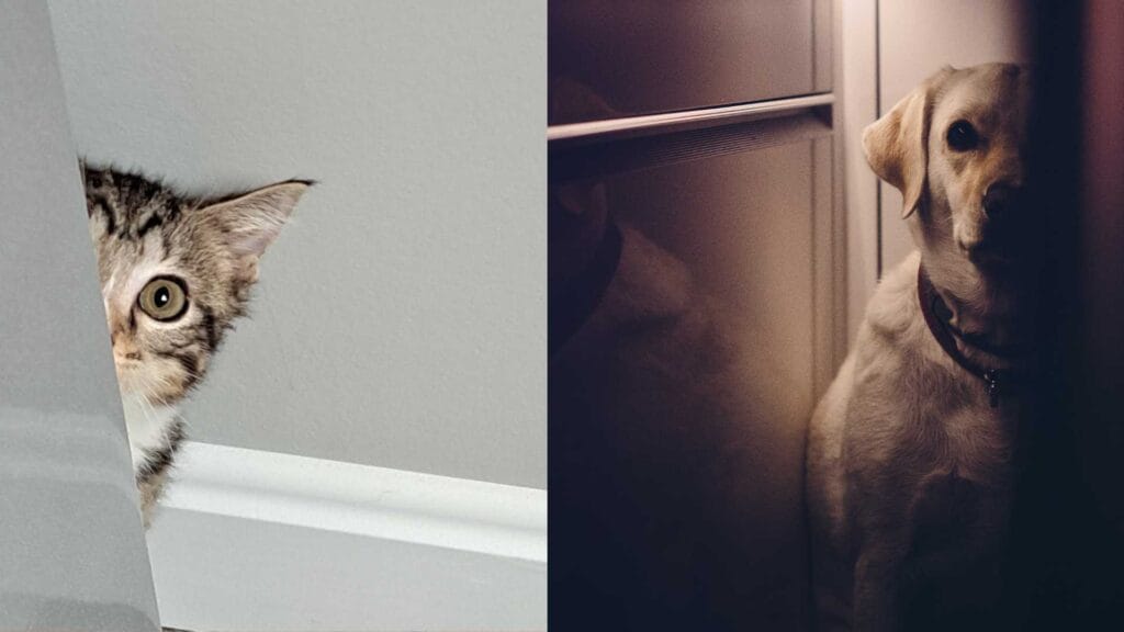 Pet Hiding