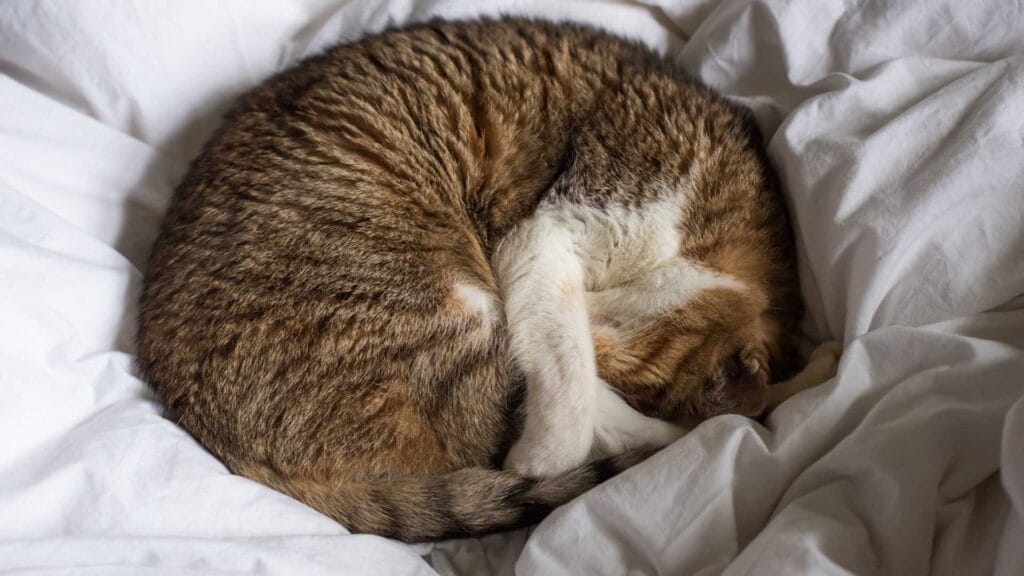 Cat curl up