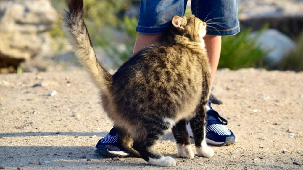 Cat leg rubbing