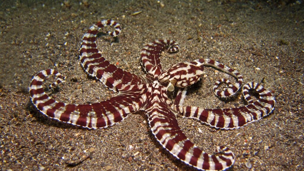 Mimic Octopus Camouflage