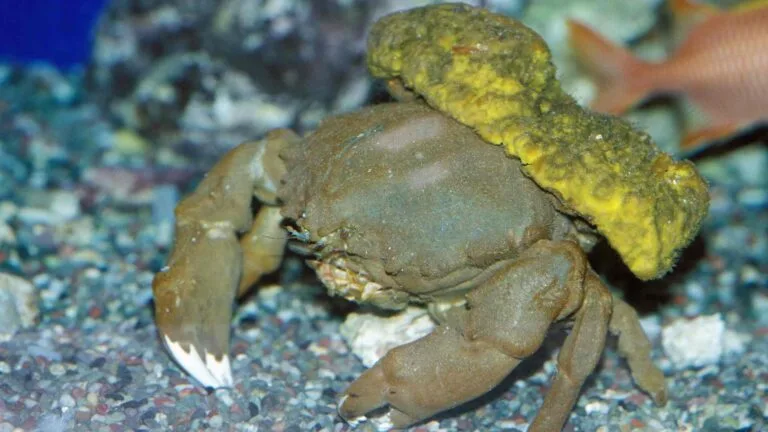 Sponge crab