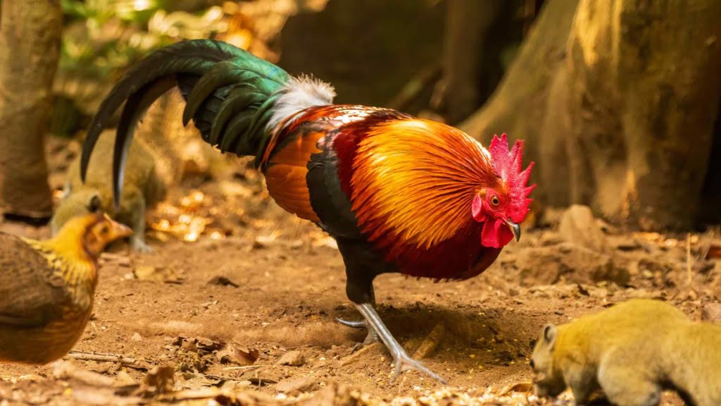Male Red junglefowl