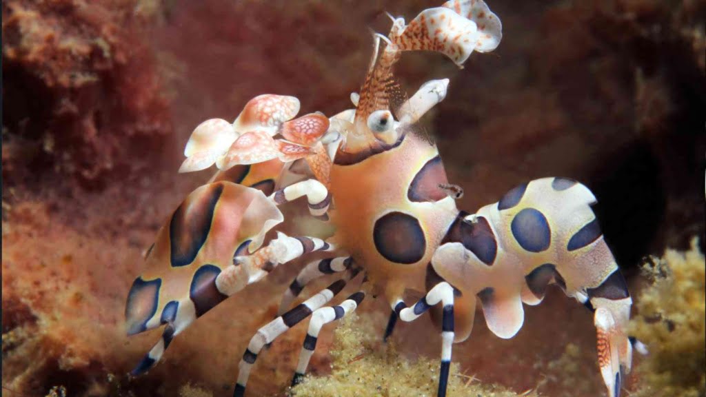 Harlequin shrimp