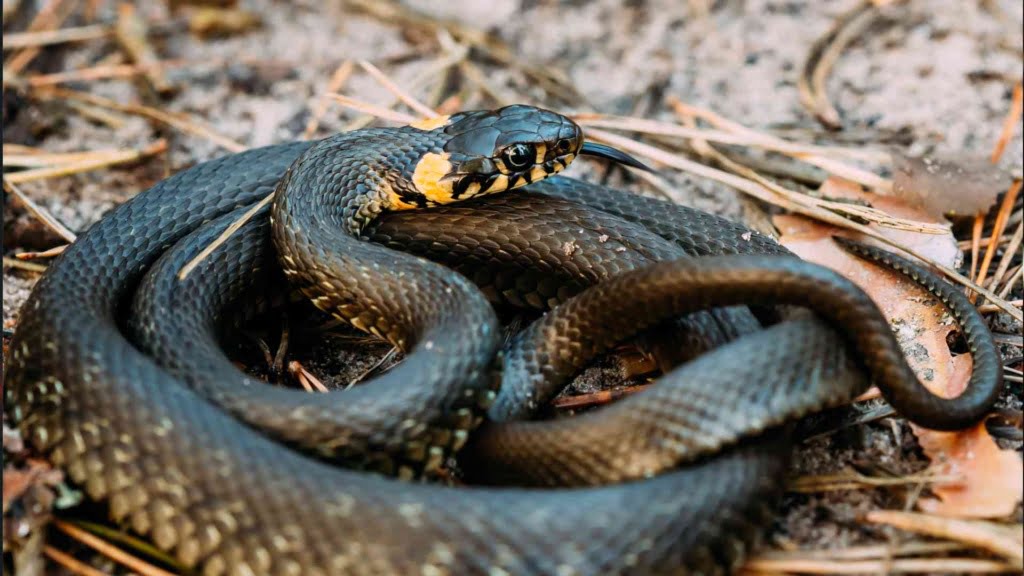 Why Do Snakes Hiss? | Animal Abundance