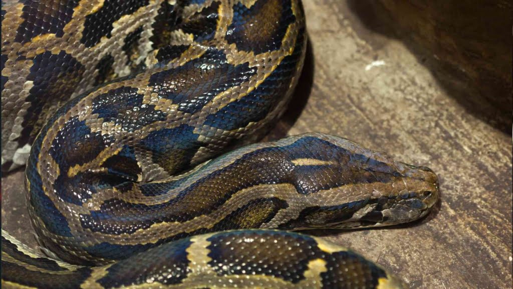 Can a Python Bite Kill You? | Animal Abundance
