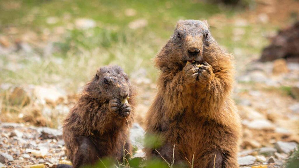 Marmots