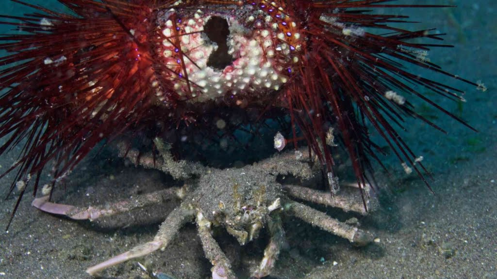 Carrier Crab
