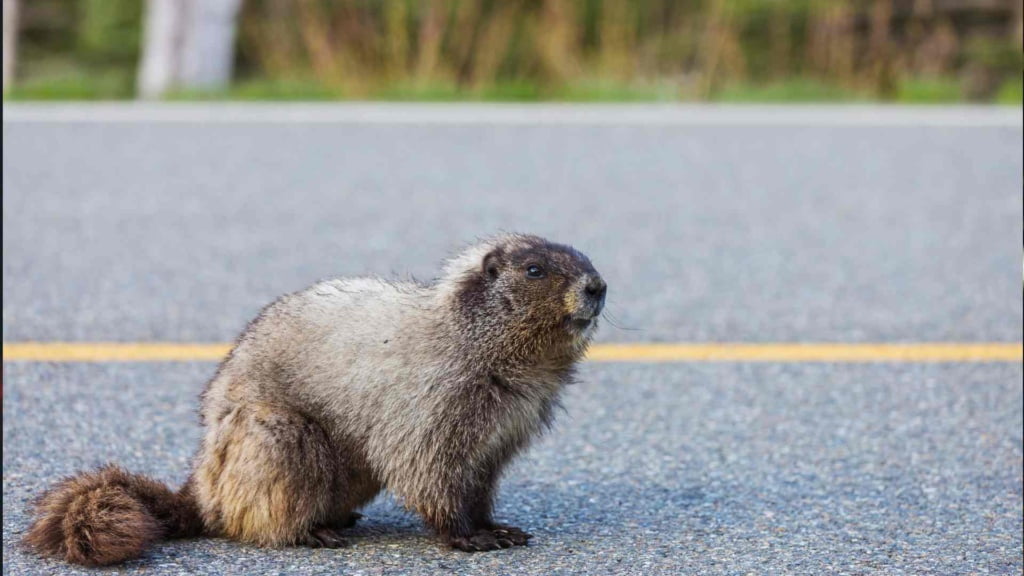 Hoary Marmot