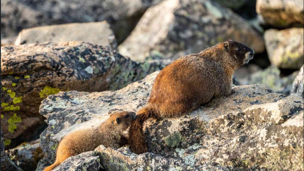 Long-Tailed Marmot | Animal Abundance