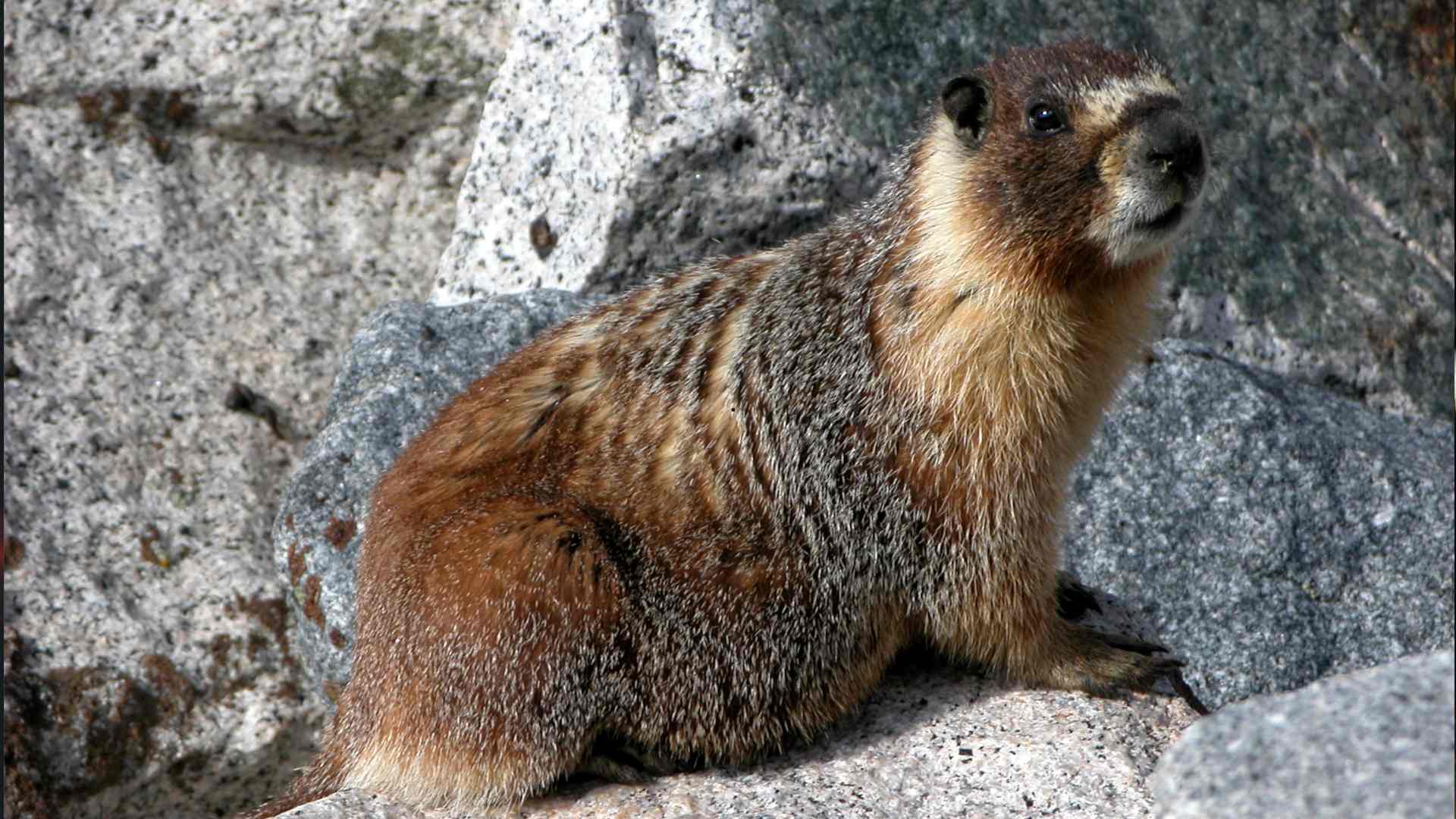 Yellow-Bellied Marmot | Animal Abundance