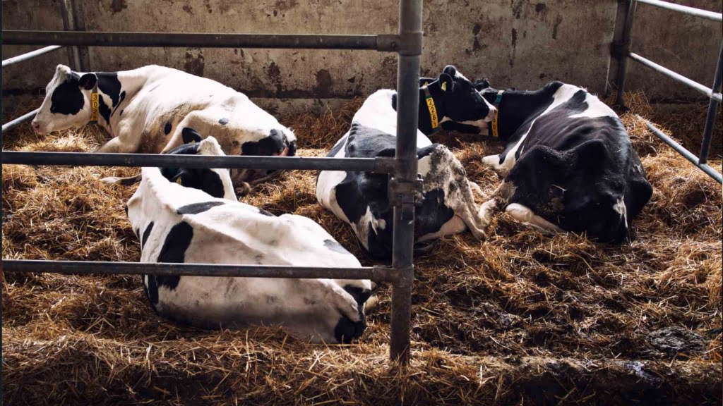 Sleeping Cows