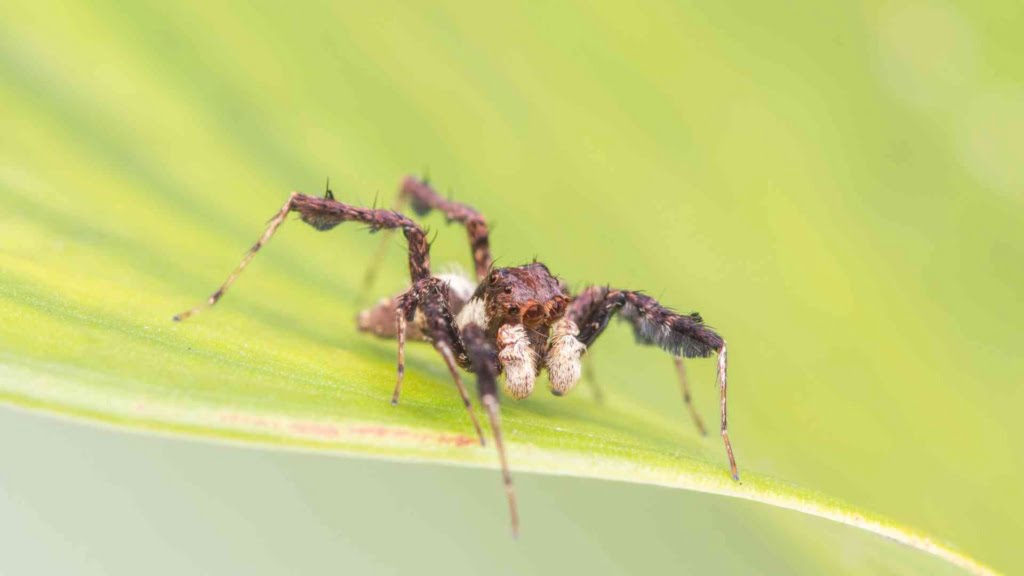 Portia Spider