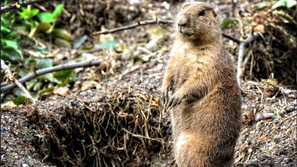 Forest-Steppe Marmot