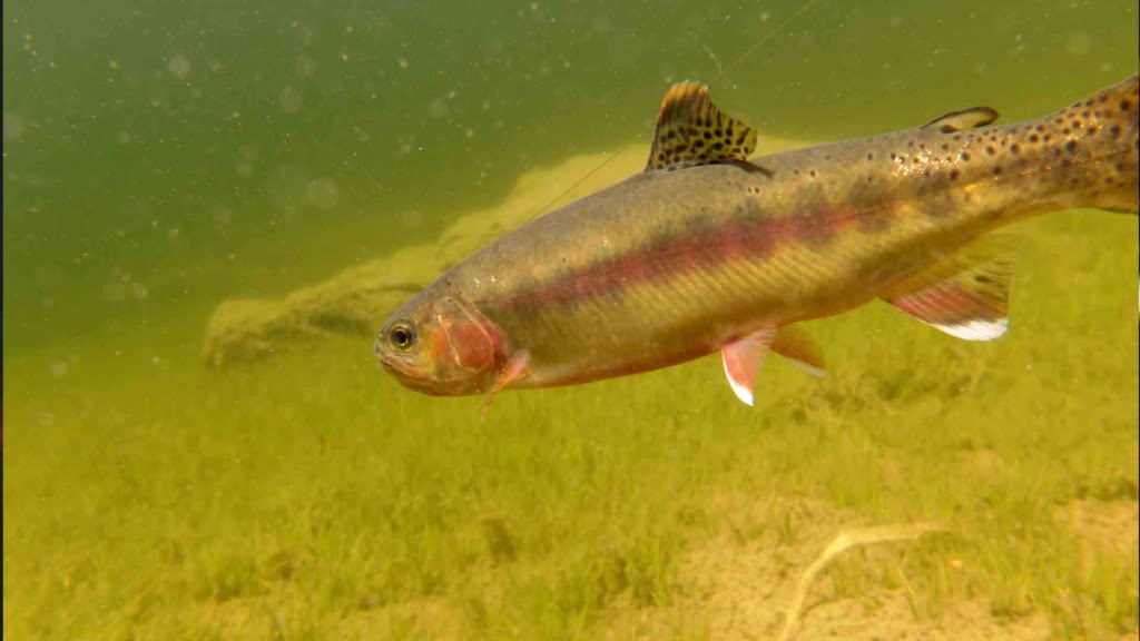 Golden Trout