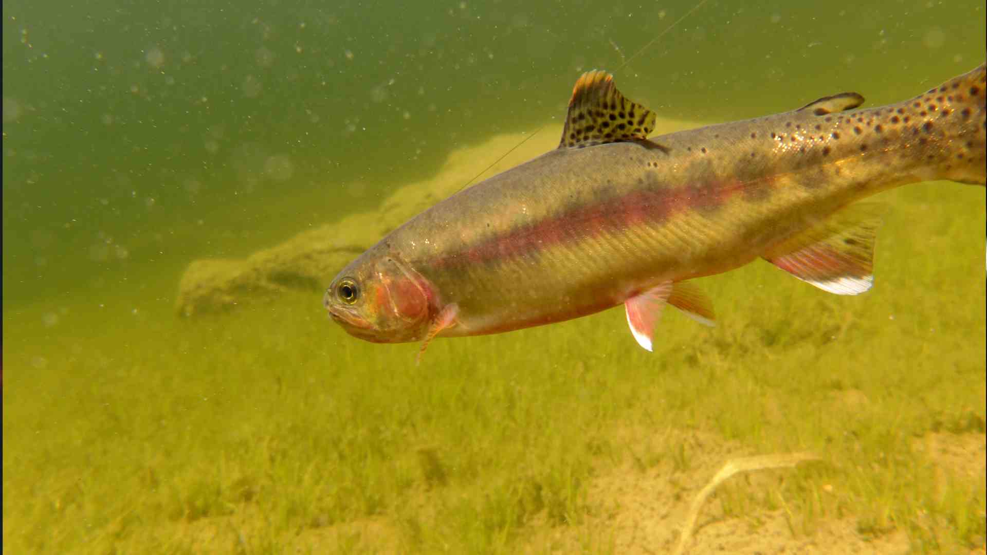 Golden Trout | Animal Abundance