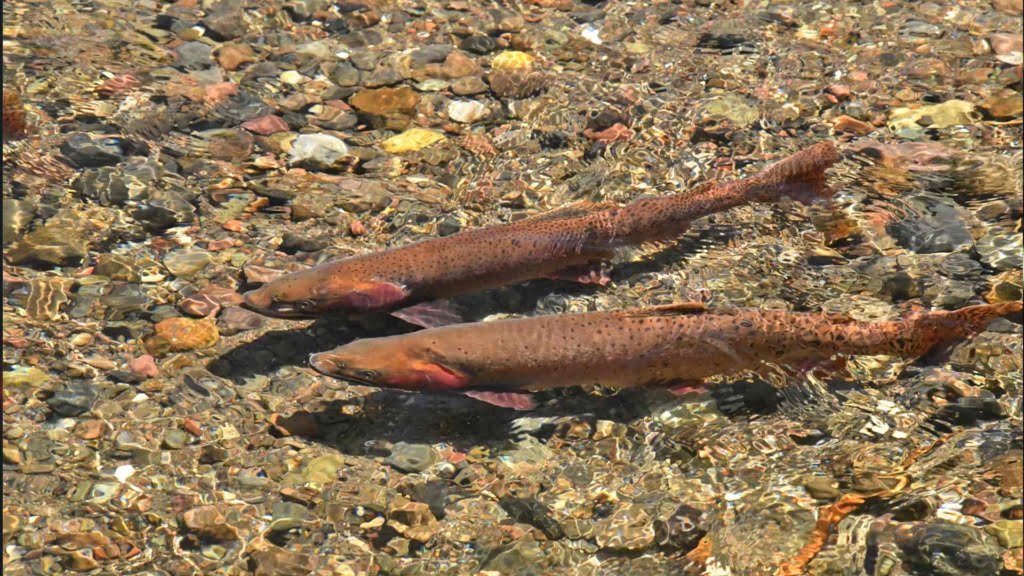 Yellowstone Cutthroat Trout
