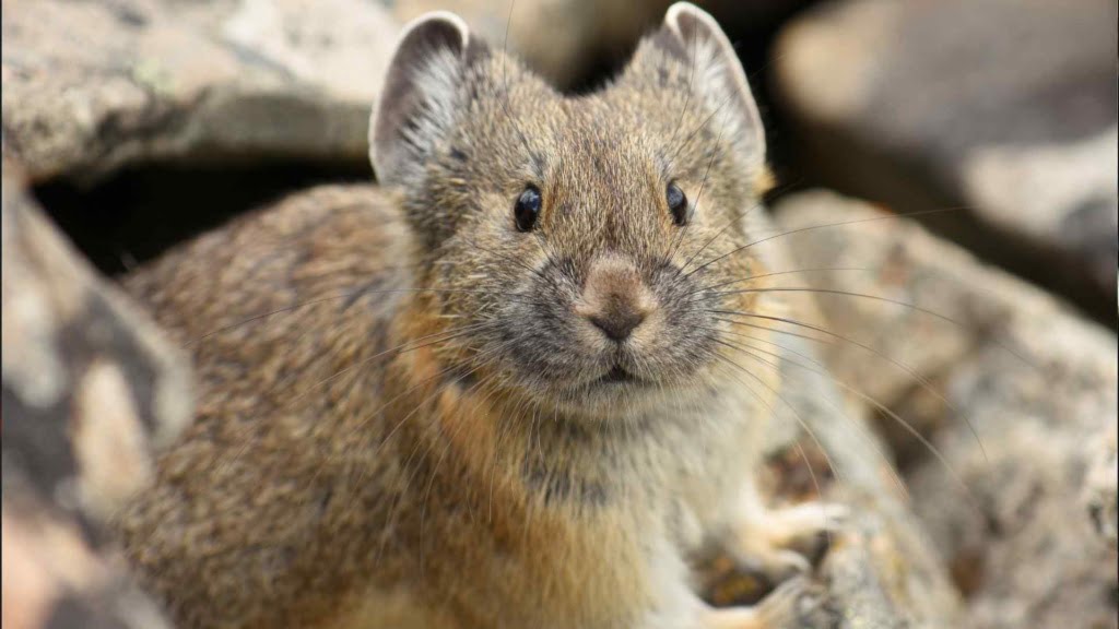 Daurian Pika