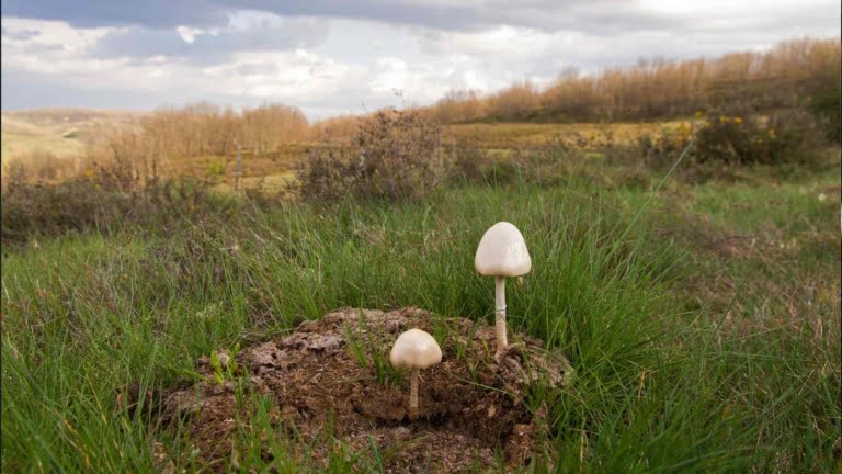 Cow Dung Mushroom Species