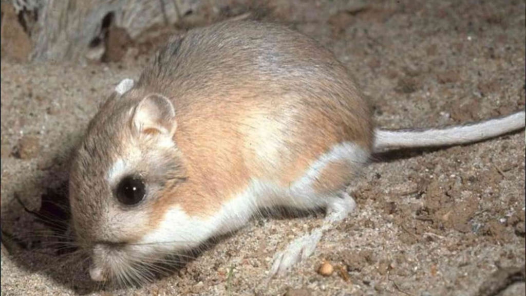 animal dies after drinking water Kangaroo Rat