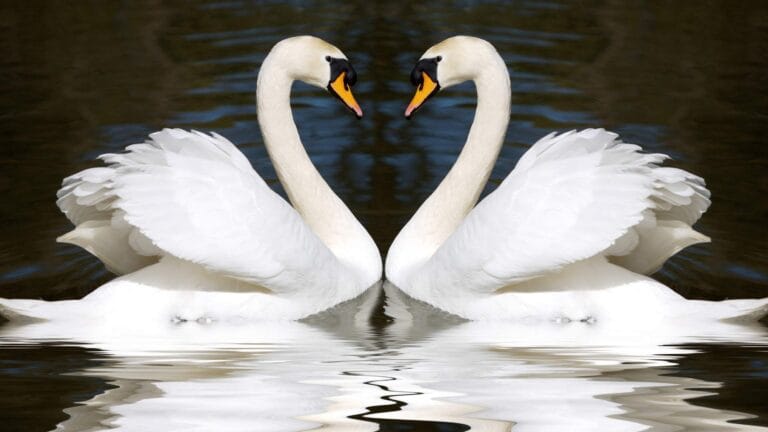 swan couple