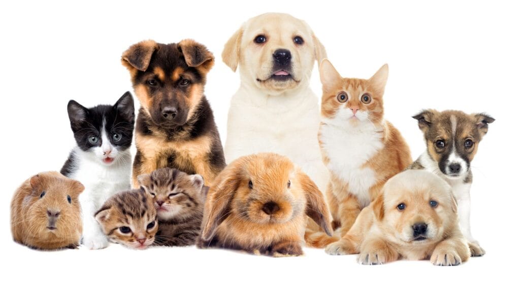 Pets