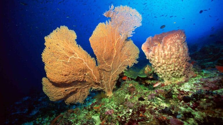 Sea Sponge