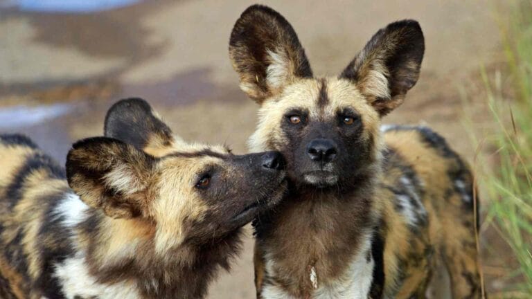 African wild dogs