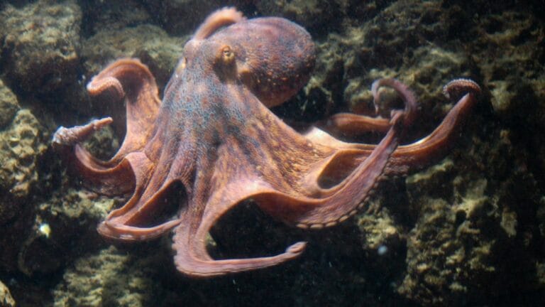 Octopus